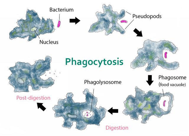 Phagocytosis_--_amoeba.jpg