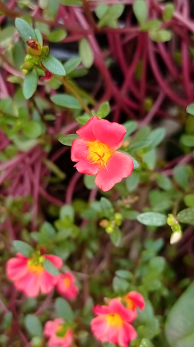 portulaca.PNG