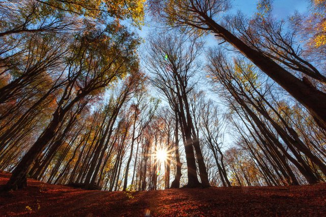 36 - есен в буковата гора.jpg