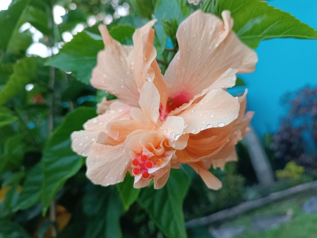 Gotas de lluvia en la flor 1.jpg