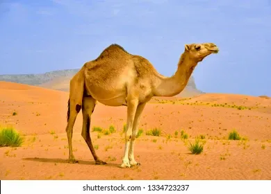 camel-desert-260nw-1334723237.webp