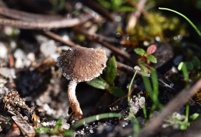 mushrooms small waterdrops 2.jpg