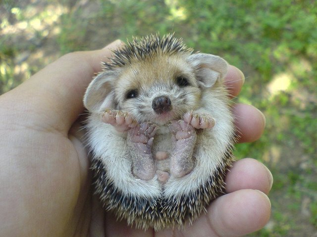 Baby-Hedgehog.jpg