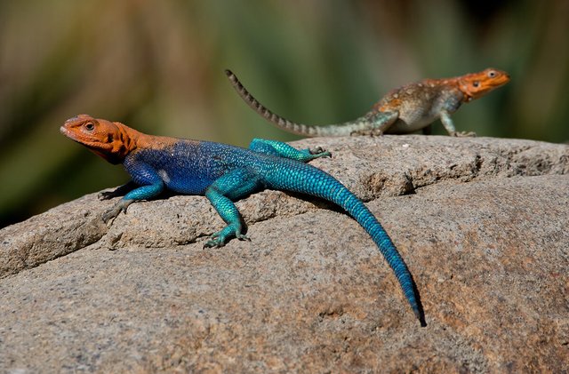 animals-lizard-redheadedagamapair.jpg