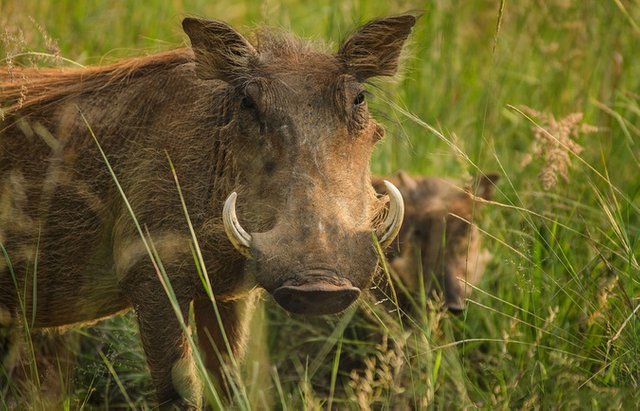 warthog-savannah.jpg