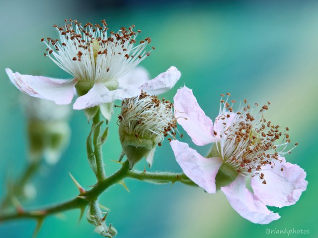 BlackcurrentBlossom_2018-08-05-16.42.03 ZS retouched.jpg