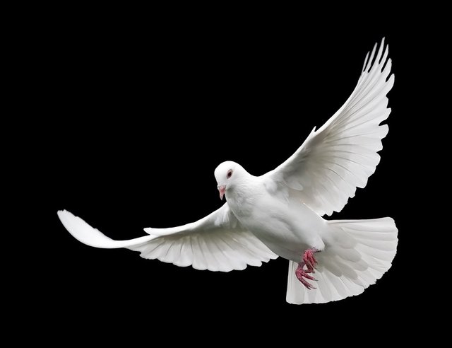 bird-3098447_960_720 Frieden peace freiheit taube.jpg