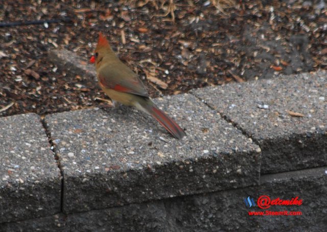 Northern Cardinal PFW20.jpg