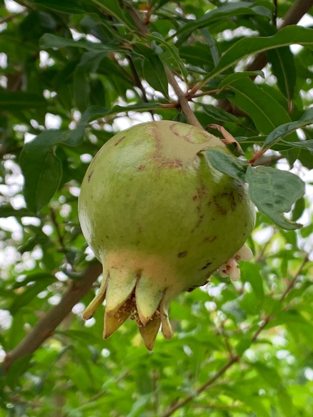 fruit9.jpg