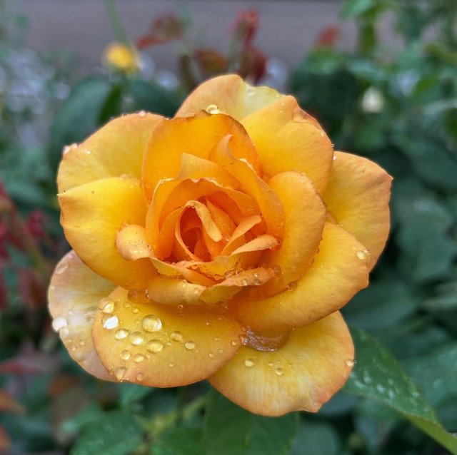 IMG_20250615_085019.jpg