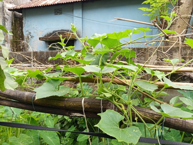 chalkumra  (1).jpg