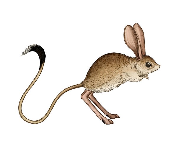 WWF-Jerboa-20-03-18.jpg