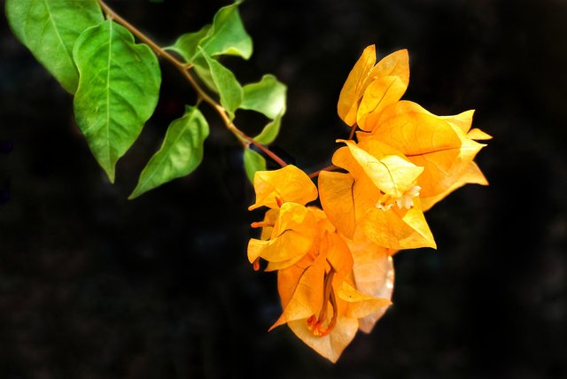 bougainvillea-3289654_1280.jpg