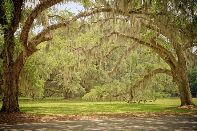 oak-trees-draped-with-spanish-moss-kim-hojnacki.jpg