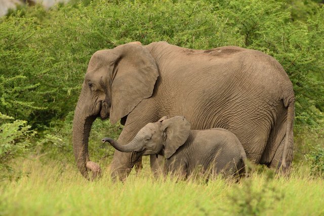 baby-elephant-playing-with-its-mother-middle-grassy-fields-african-jungles_181624-12332.jpg