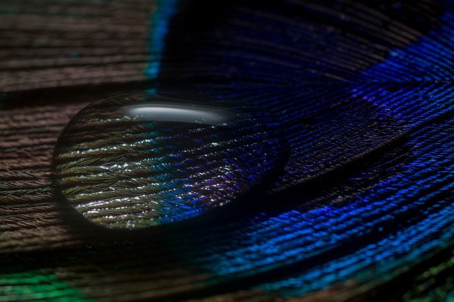 peacock-feather-1438409_960_720.jpg