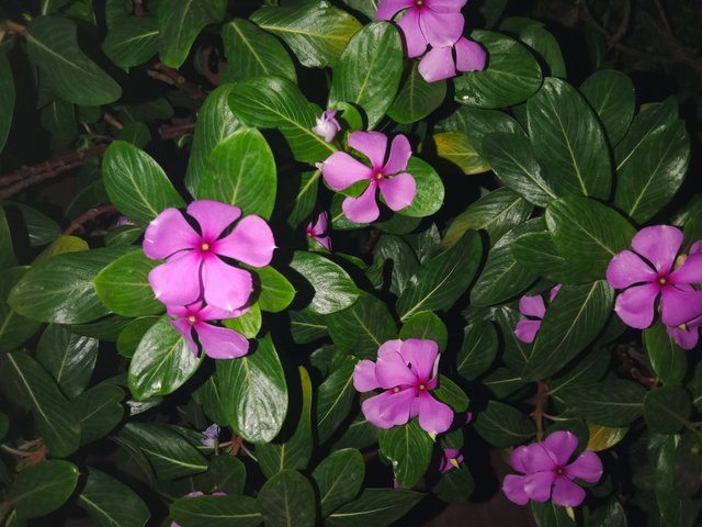 Catharanthus roseus.jpg