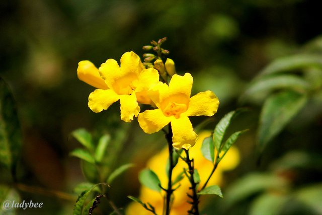 yellow flower.jpg