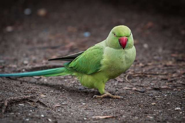 green-parrot-8593958_1280.jpg