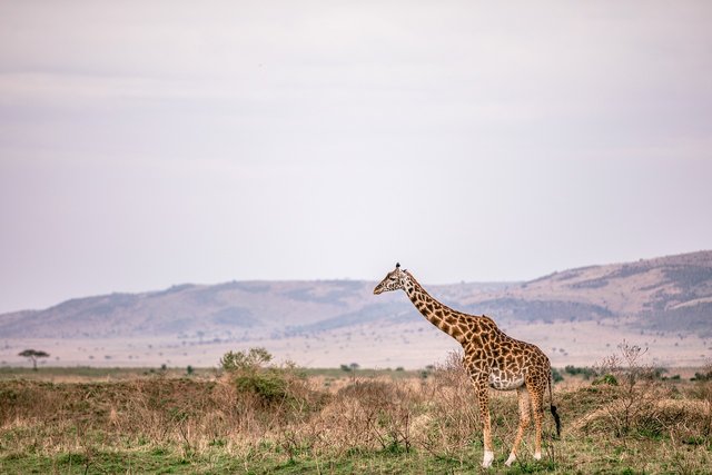 giraffe-5799824_1280.jpg