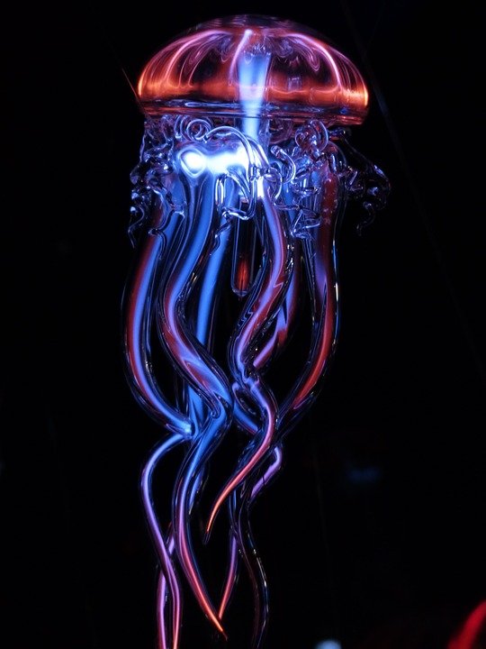 jellyfish-113384_960_720.jpg
