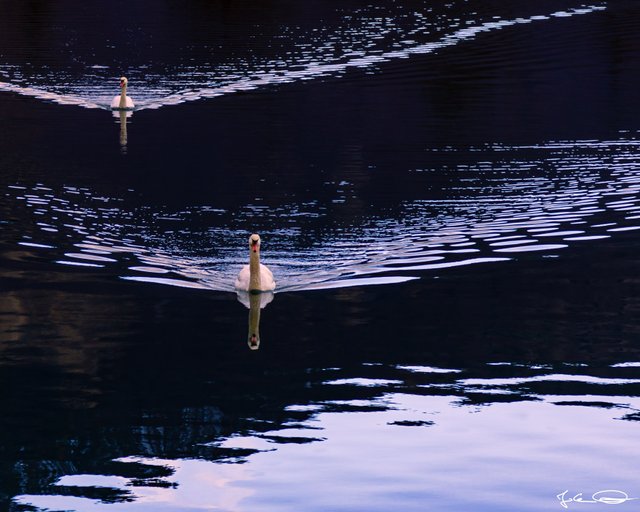 2019-01-06-Curious-Swans-at-the-Drau-01.jpg