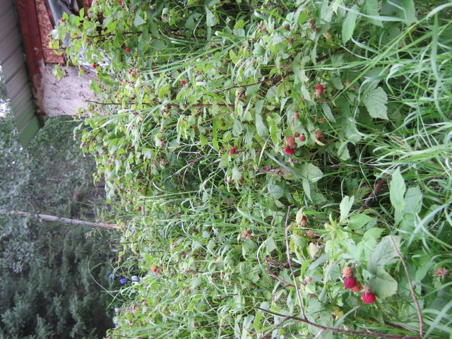 raspberries ready for first picking.JPG