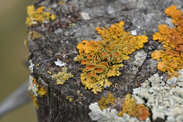 lichen pole 1.jpg