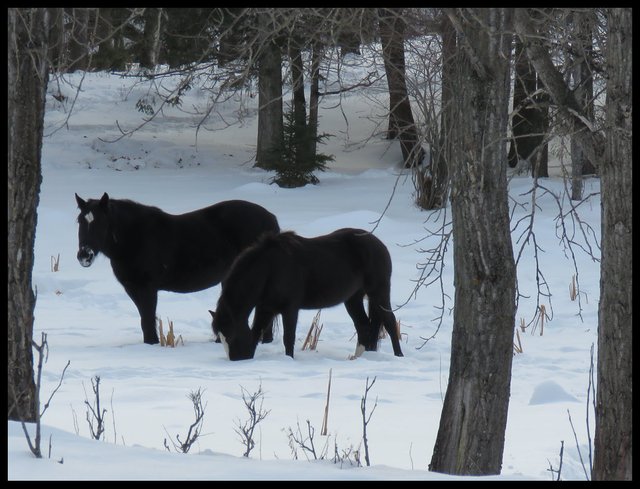 2 jeremys black horses on frozen pond 1 eating 1 looking at me.JPG