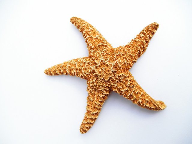 starfish-732391_960_720.jpg