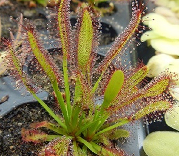 drosera__00302.1511547948.jpg