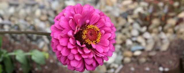 Zinnia (1)1565773816224.jpg