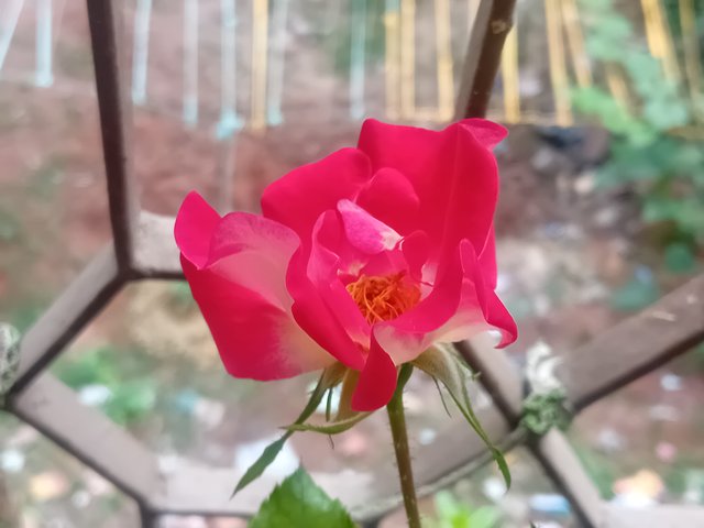 1000052404.jpg