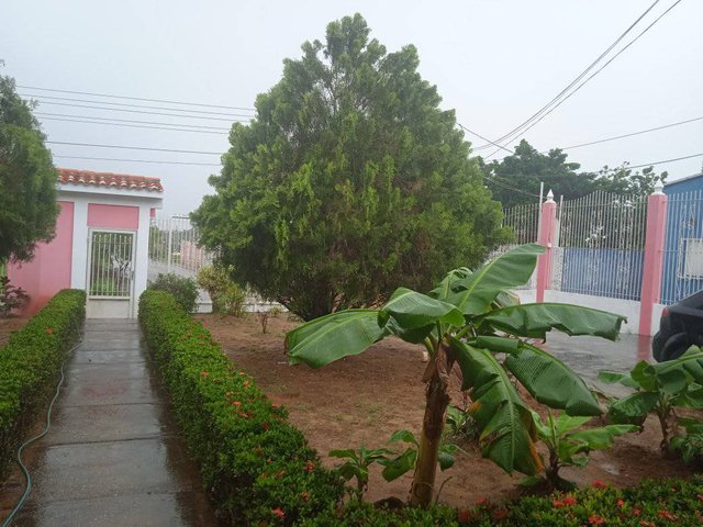 Lluvia sobre el jardin 2.jpg