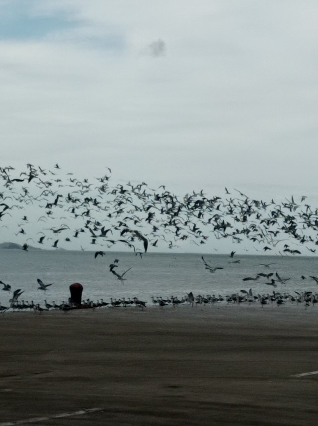 bandadas de pájaros 1.jpg