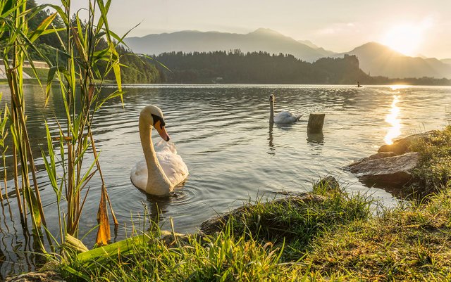 Swans_on_Lake_Bled.jpg