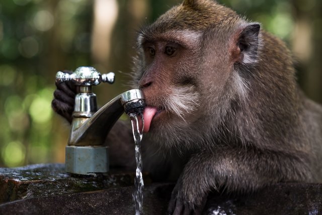 clever-monkey-is-drinking-water-in-the-pond-ubud-PA493UM.jpg