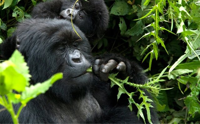 The 5 Best Trips to Rwanda.jpg