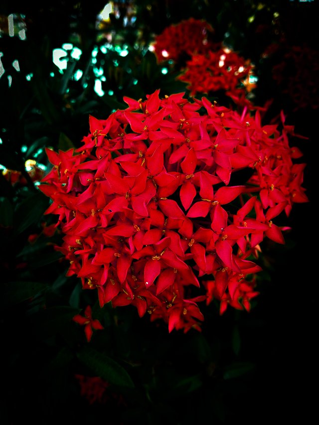 IMG_20220615_112201.jpg