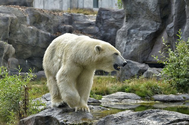 polar-bear-2641842_1280.jpg