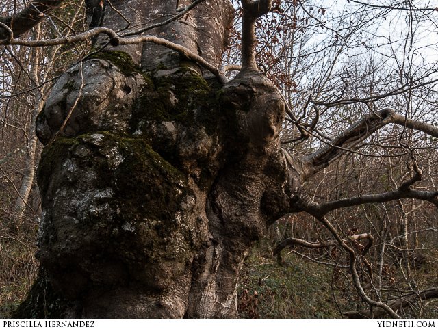oak dryad - by priscilla Hernandez (yidneth.com).jpg