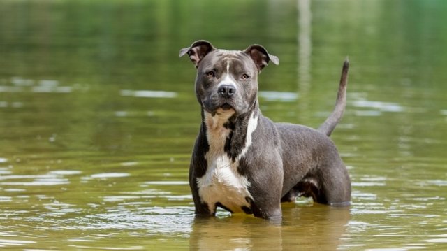 American Staffordshire Terrier.jpg