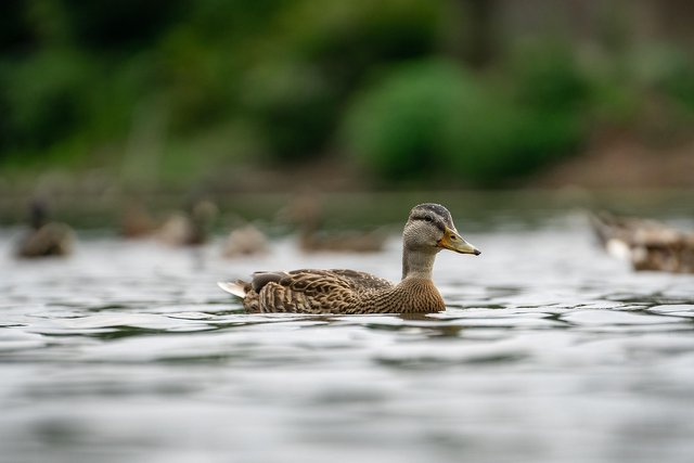 ducks-7312081_1920.jpg