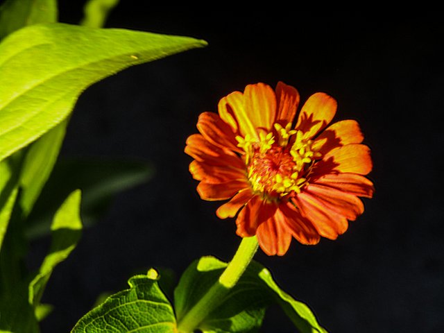 GirasolNegro.jpg