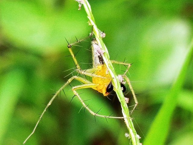 spider (2).jpg