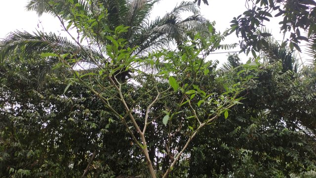 IMG_20250720_173054.jpg