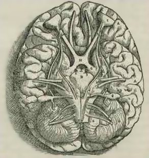 1543,_Andreas_Vesalius'_Fabrica,_Base_Of_The_Brain.jpg