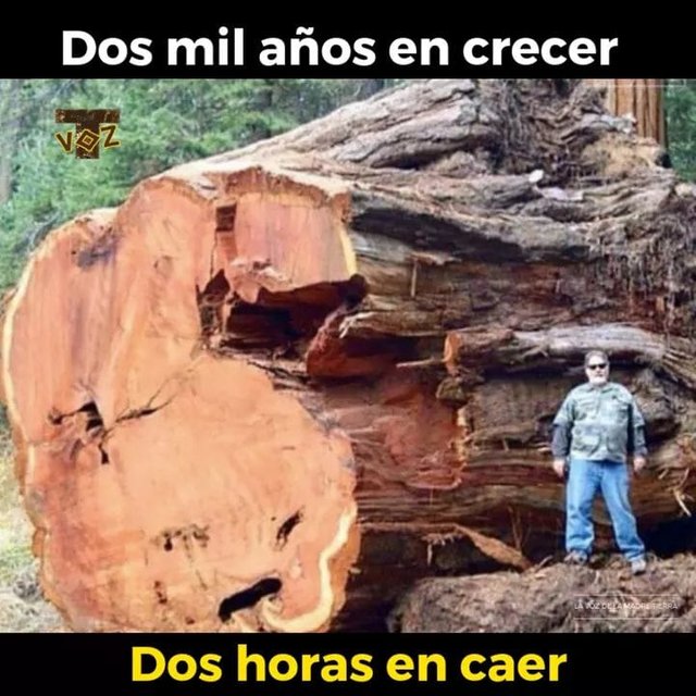 naturaleza muerta.jpg