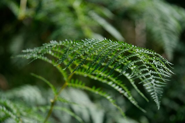 fern-7498658_960_720.jpg