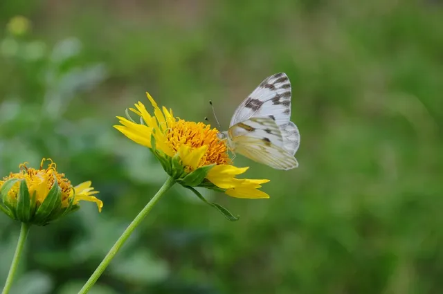 butterfly-9658696_12